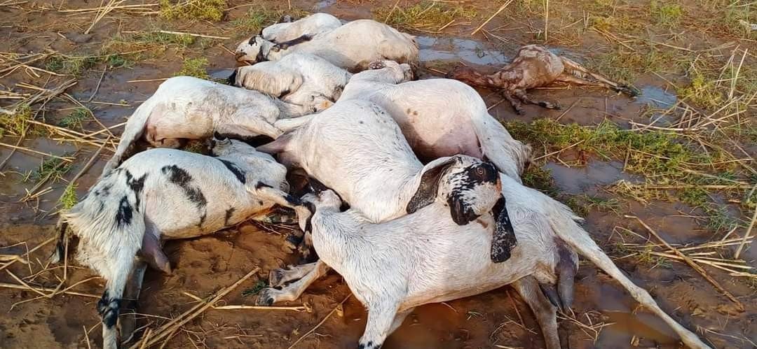 तेज आंधी और बारिश के साथ आई जबरदस्त ओलावृष्टि से इलाके में काफी जान माल का नुकसान , 18 दुधारू बकरियों की मौत